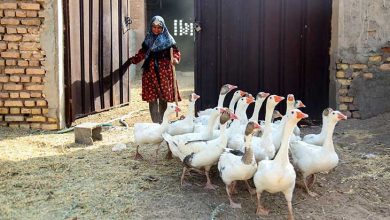 زندگی سبز یزد