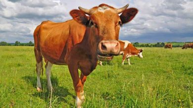 گاوی که از کوره در رفت