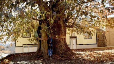 درخت چنار یزد