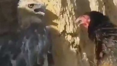 جنگ بین عقاب و خروس