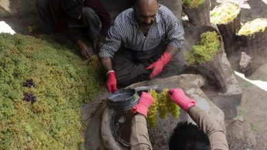 کشمش طلایی کردستان