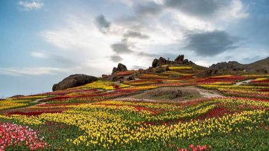 سرزمین لاله‌ها البرز