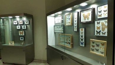 موزه‌های دانشگاهی