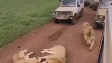 سلاطین جنگل