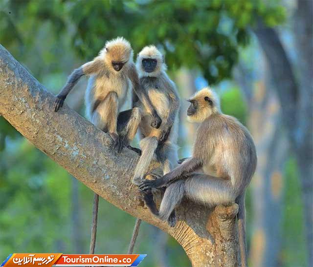 تصاویر کمدی حیوانات