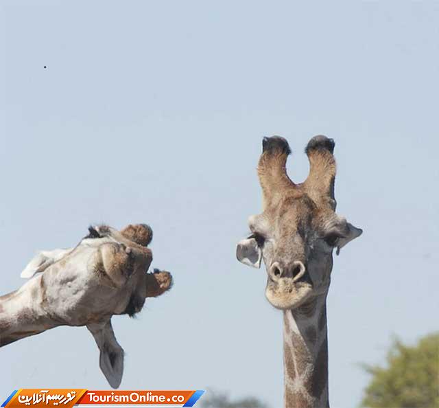 تصاویر کمدی حیوانات