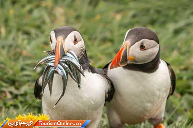 تصاویر کمدی حیوانات