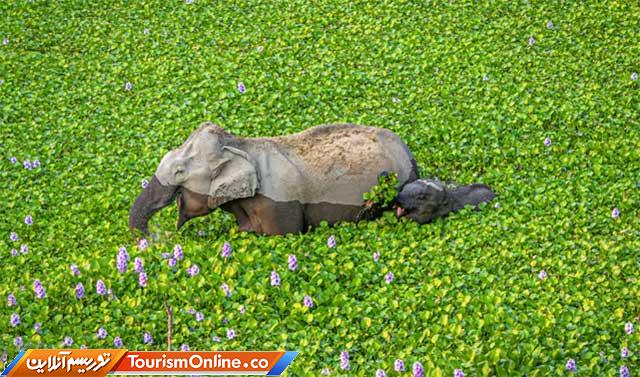 تصاویر کمدی حیوانات