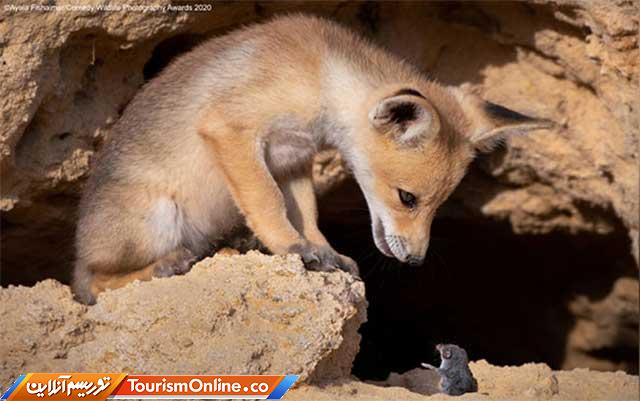 تصاویر کمدی حیوانات