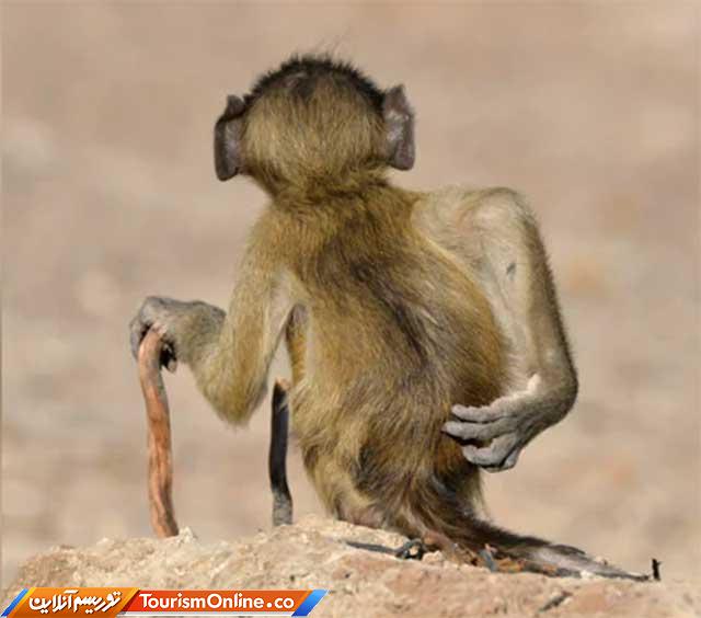 تصاویر کمدی حیوانات