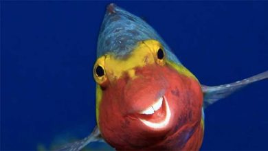 تصاویر کمدی حیوانات