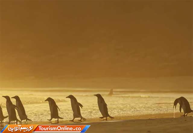 تصاویر کمدی حیوانات