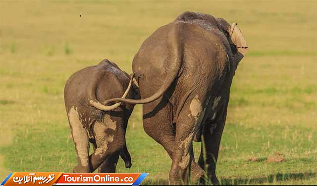 تصاویر کمدی حیوانات