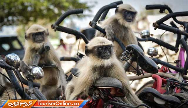 تصاویر کمدی حیوانات