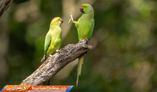 تصاویر کمدی حیوانات