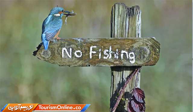 تصاویر کمدی حیوانات