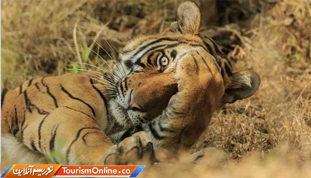 تصاویر کمدی حیوانات