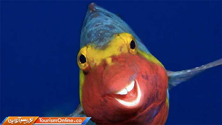 تصاویر کمدی حیوانات