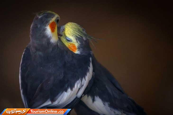 باغ پرندگان تهران لویزان