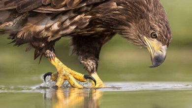 برخورد قطار با عقاب