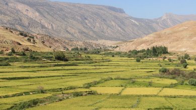 گردشگری کشاورزی