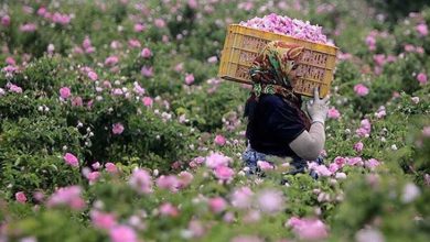 باغ های فارس