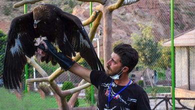 حیات وحش تبریز