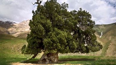 درخت کهنسال شهرستانک