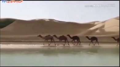 ساحل سیستان و بلوچستان