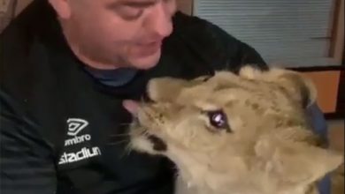 تبدیل سلطان جنگل به حیوان ملوس خانگی