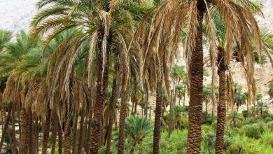 خاییز بوشهر