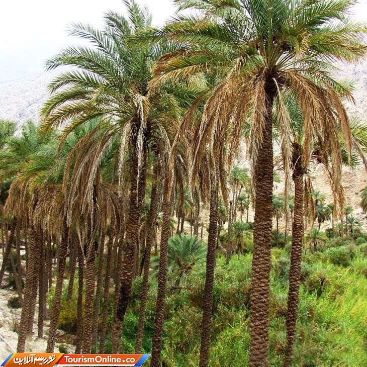 خاییز بوشهر