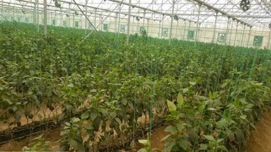 گردشگری کشاورزی