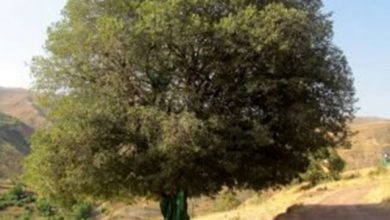 میراث طبیعی قزوین