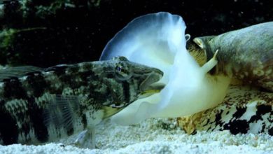 حلزون ماهی خوار