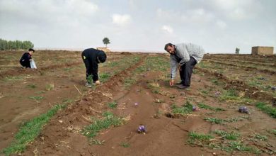 مزارع زعفران قم