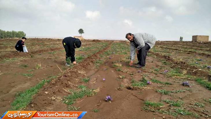 مزارع زعفران قم