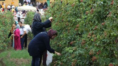 مزرعه گردشگری گلستان