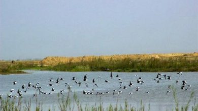 البرز