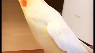 خوانندگی طوطی