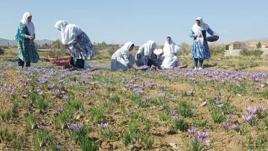زعفران نطنز