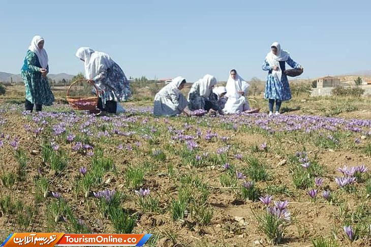 زعفران نطنز