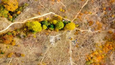 جنگل‌های بلوط