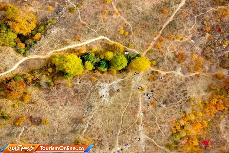 جنگلهای بلوط