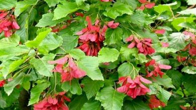 درخت قفقازی