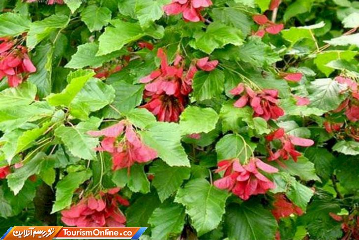 درخت قفقازی