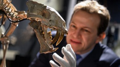 حراج اسکلت دایناسور