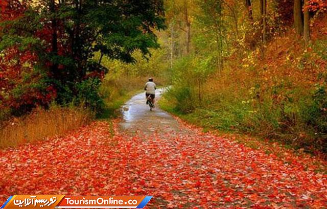 جاده جنگلی کلاردشت