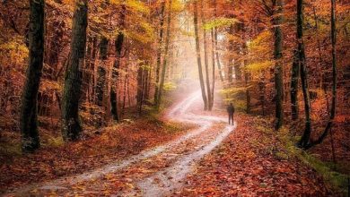 جنگل کلاردشت عباس آباد