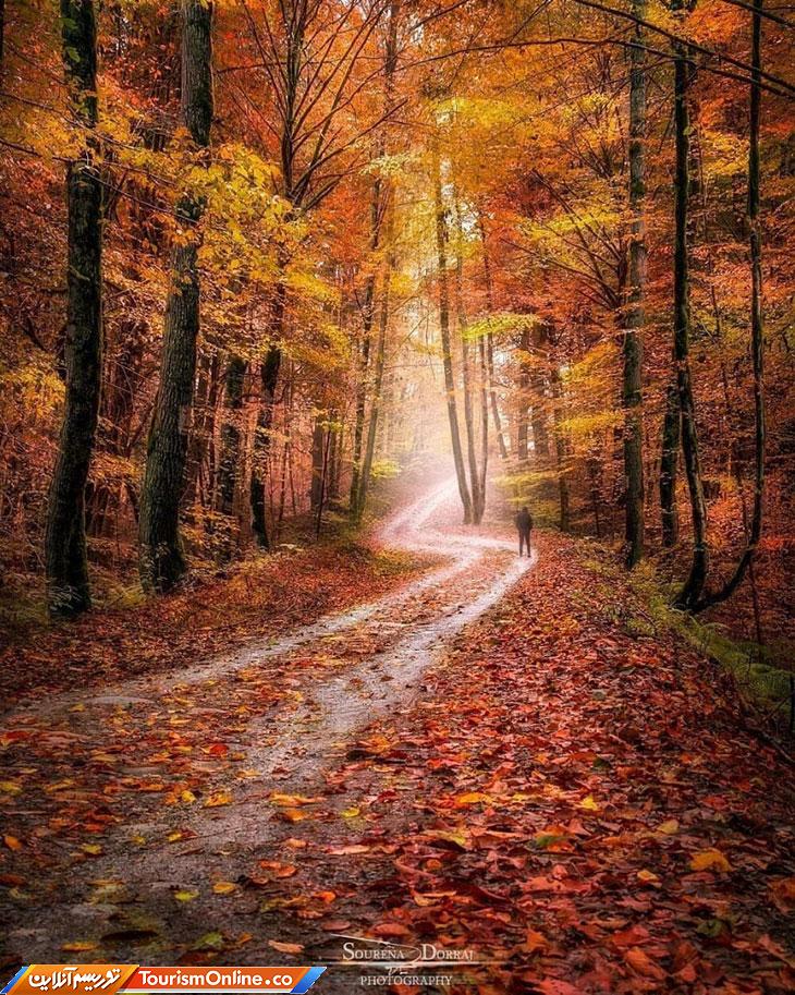 جنگل کلاردشت عباس آباد